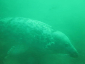 Seal video - click to view